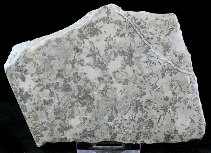 Triassic Aged Stromatolite Fossil - England #23237